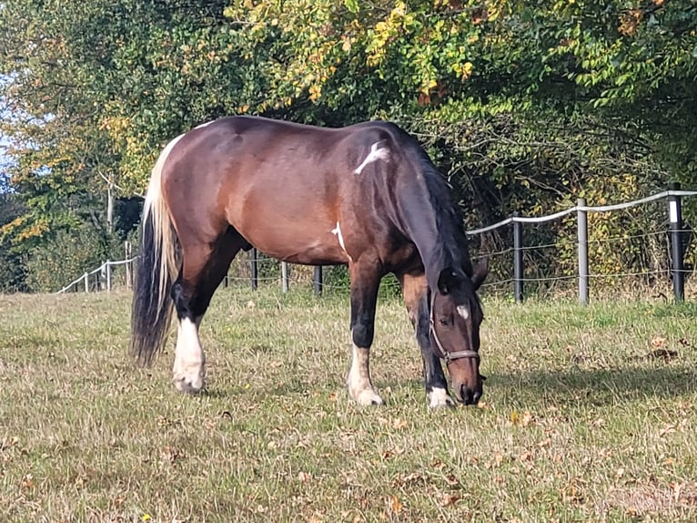 Plus de chevaux à sang chaud Croisé Hongre 13 Ans 169 cm in Bad Bramstedt