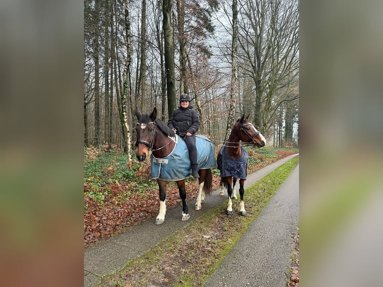 Plus de chevaux à sang chaud Croisé Hongre 13 Ans 169 cm in Bad Bramstedt