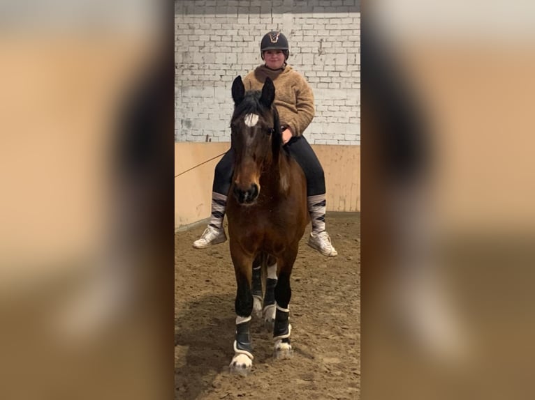 Plus de chevaux à sang chaud Croisé Hongre 13 Ans 169 cm in Bad Bramstedt