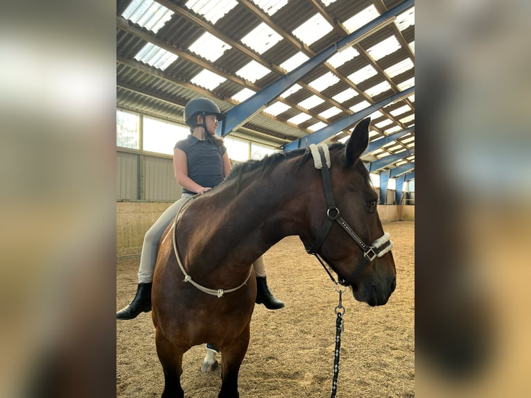Plus de chevaux à sang chaud Croisé Hongre 13 Ans 169 cm in Bad Bramstedt