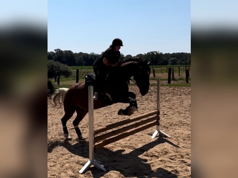 Plus de chevaux à sang chaud Croisé Hongre 13 Ans 169 cm in Bad Bramstedt