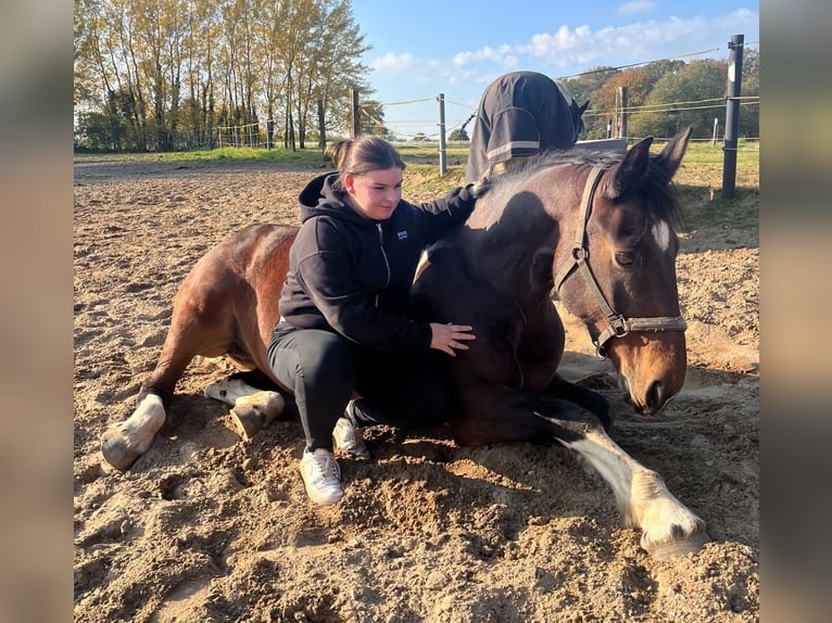 Plus de chevaux à sang chaud Croisé Hongre 13 Ans 169 cm in Bad Bramstedt