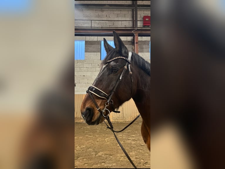 Plus de chevaux à sang chaud Croisé Hongre 13 Ans 169 cm in Bad Bramstedt