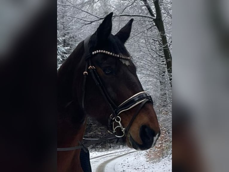 Plus de chevaux à sang chaud Croisé Hongre 13 Ans 169 cm in Bad Bramstedt