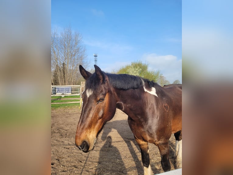 Plus de chevaux à sang chaud Croisé Hongre 13 Ans 169 cm in Bad Bramstedt