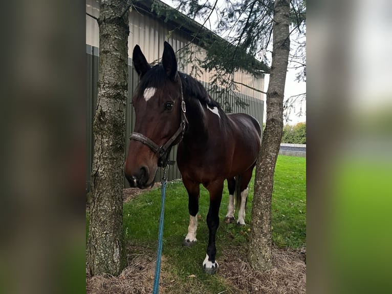 Plus de chevaux à sang chaud Croisé Hongre 13 Ans 169 cm in Bad Bramstedt