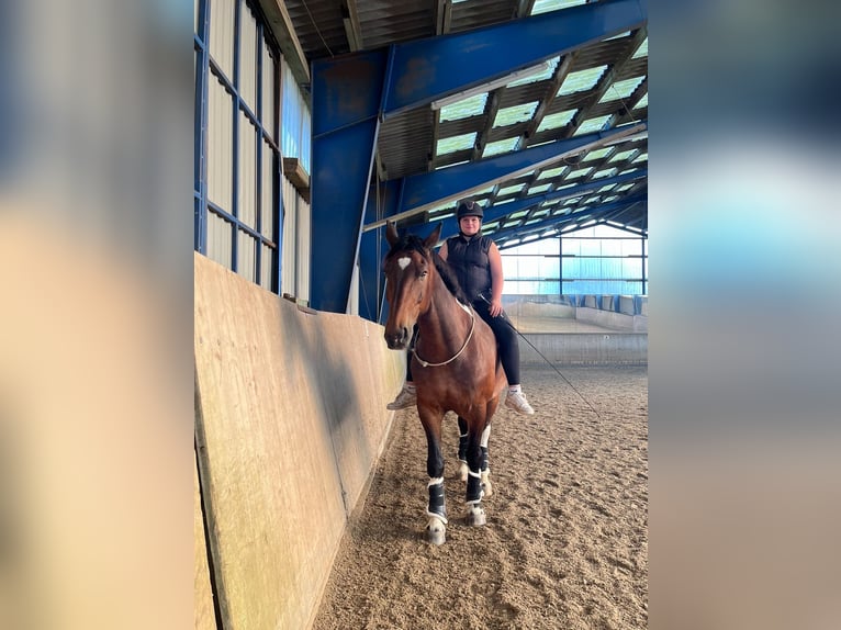 Plus de chevaux à sang chaud Croisé Hongre 13 Ans 169 cm in Bad Bramstedt