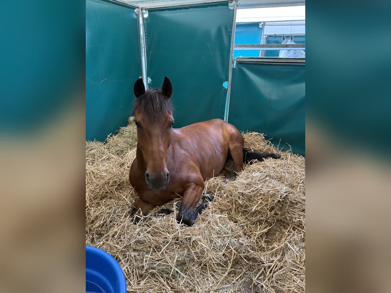 Plus de chevaux à sang chaud Hongre 14 Ans 167 cm Bai in Kevelaer