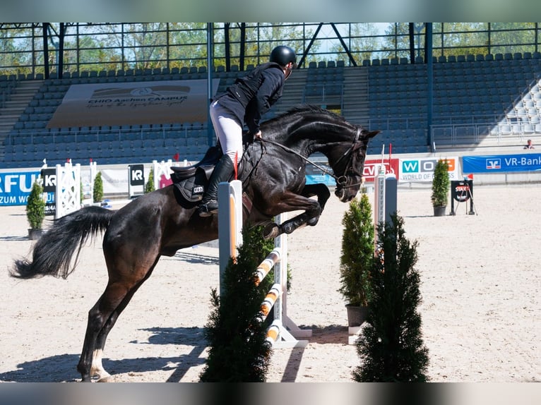 Plus de chevaux à sang chaud Hongre 14 Ans 168 cm Noir in Herzogenrath