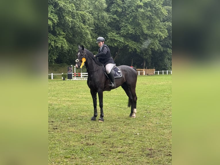 Plus de chevaux à sang chaud Hongre 14 Ans 168 cm Noir in Herzogenrath