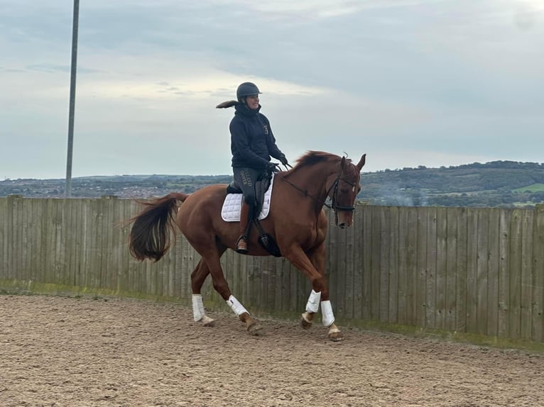 Plus de chevaux à sang chaud Hongre 14 Ans 170 cm Alezan brûlé in horsley