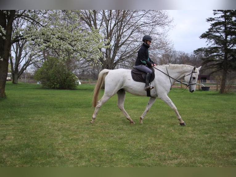 Plus de chevaux à sang chaud Hongre 14 Ans 170 cm Gris in Howell MI