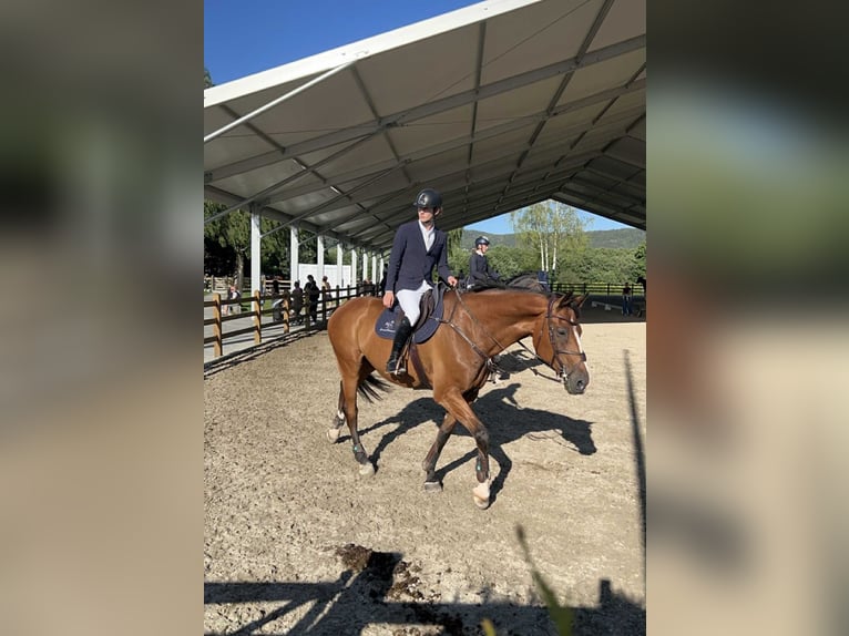 Plus de chevaux à sang chaud Hongre 14 Ans 173 cm Bai in Drammen Plus de chevaux à sang chaud Hongre 14 Ans 173 cm Bai in Drammen