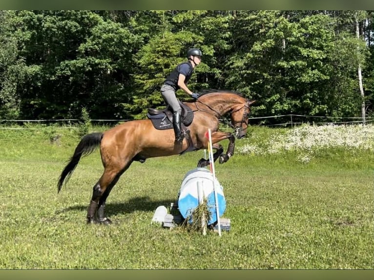 Plus de chevaux à sang chaud Hongre 14 Ans 173 cm Bai in Drammen Plus de chevaux à sang chaud Hongre 14 Ans 173 cm Bai in Drammen