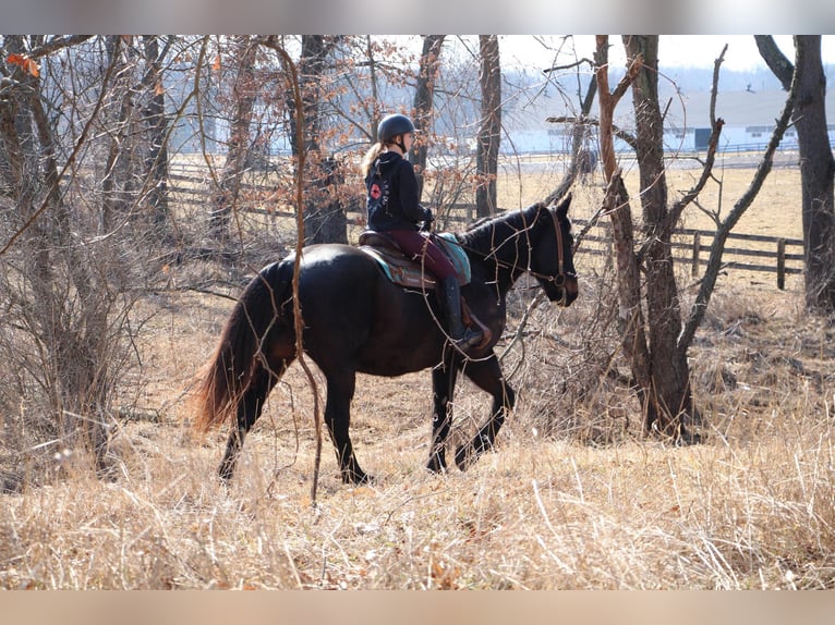 Plus de chevaux à sang chaud Hongre 14 Ans 173 cm Noir in Highland Mi