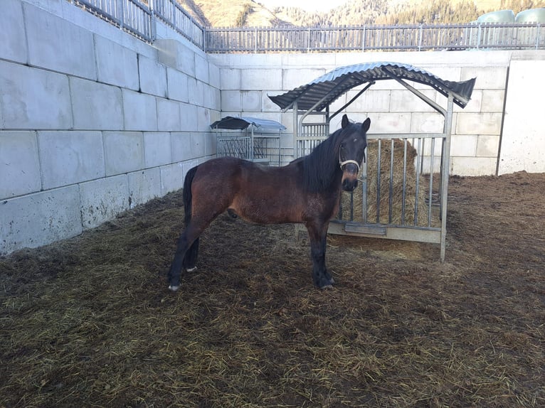 Plus de chevaux à sang chaud Hongre 15 Ans 143 cm in Obertilliach