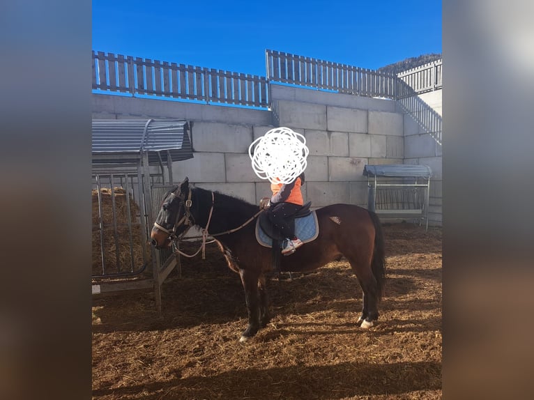 Plus de chevaux à sang chaud Hongre 15 Ans 143 cm in Obertilliach