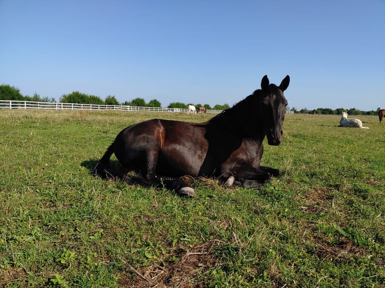 Plus de chevaux à sang chaud Croisé Hongre 15 Ans 158 cm Bai brun foncé in Wien, Donaustadt