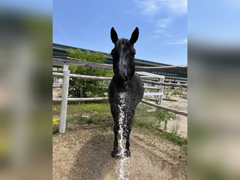 Plus de chevaux à sang chaud Croisé Hongre 15 Ans 158 cm Bai brun foncé in Wien, Donaustadt