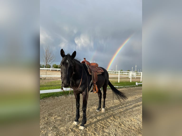 Plus de chevaux à sang chaud Croisé Hongre 15 Ans 158 cm Bai brun foncé in Wien, Donaustadt