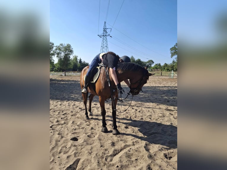 Plus de chevaux à sang chaud Hongre 15 Ans 160 cm Bai in ŁÓDŹ