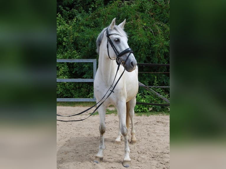 Plus de chevaux à sang chaud Hongre 15 Ans 160 cm Gris in Warendorf