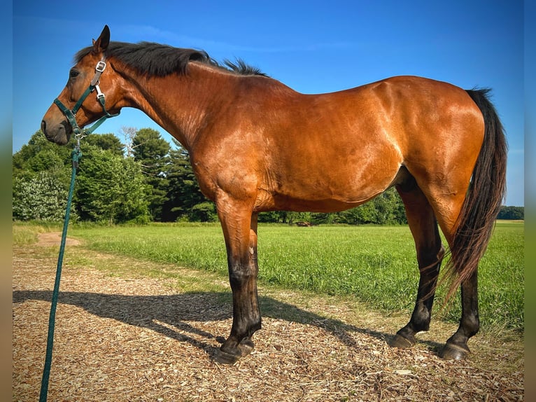 Plus de chevaux à sang chaud Hongre 15 Ans 163 cm Bai cerise in Glastonbury