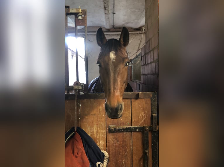 Plus de chevaux à sang chaud Hongre 15 Ans 164 cm Bai in Porta Westfalica