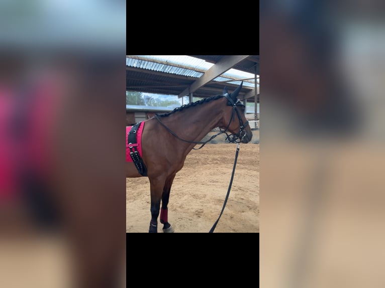 Plus de chevaux à sang chaud Hongre 15 Ans 165 cm Bai in Dorsten