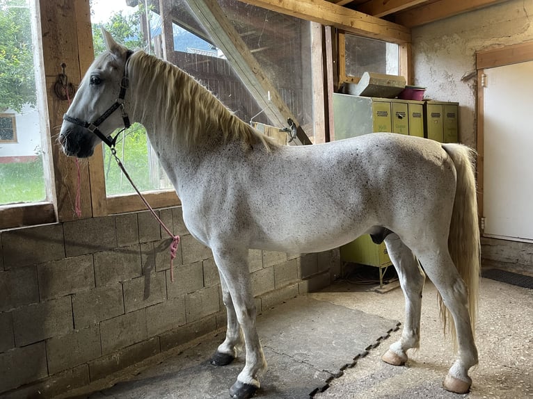 Plus de chevaux a sang chaud Croise Hongre 15 Ans 165 cm Gris mouchete in Telfs