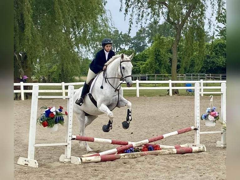 Plus de chevaux à sang chaud Hongre 15 Ans 170 cm Gris in Howell MI