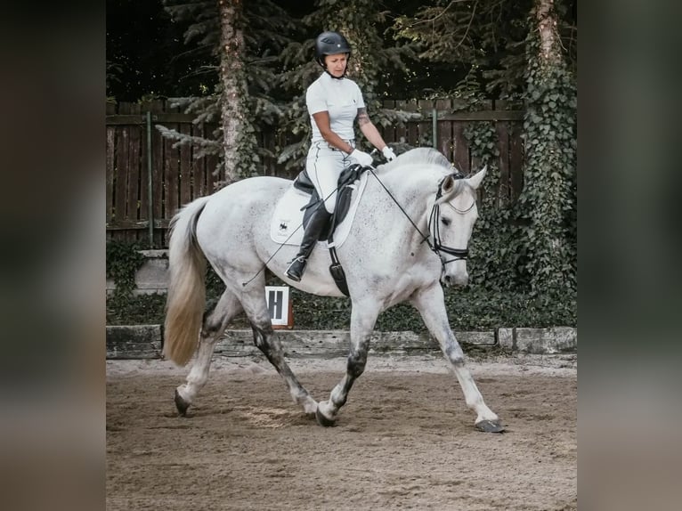 Plus de chevaux à sang chaud Hongre 15 Ans 175 cm Gris pommelé in Wiener Neustadt
