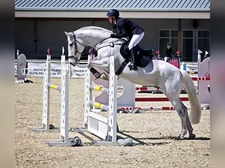 Plus de chevaux à sang chaud Hongre 15 Ans 175 cm Gris pommelé in Wiener Neustadt