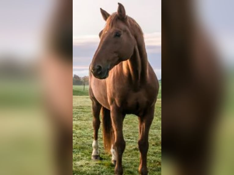 Plus de chevaux à sang chaud Hongre 15 Ans 185 cm Alezan in Wassenberg
