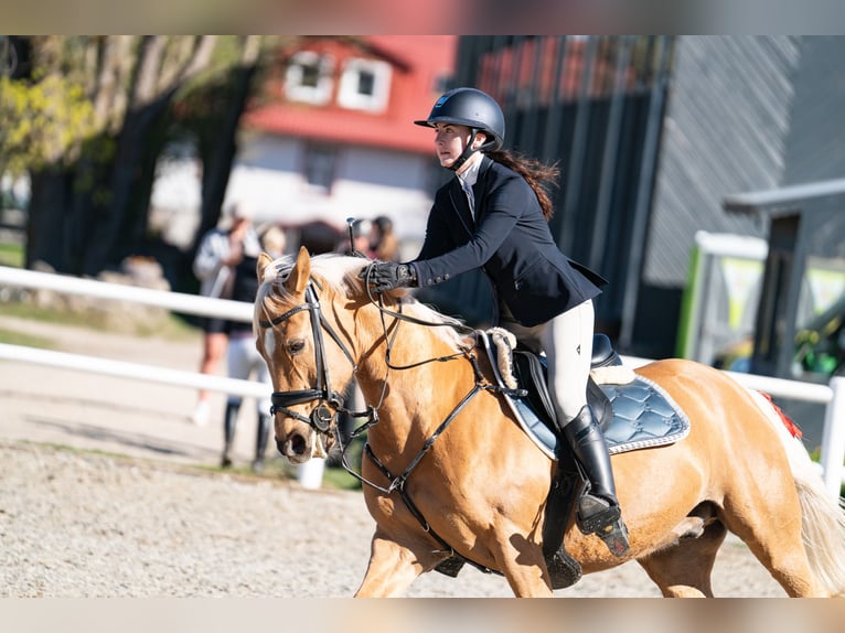 Plus de chevaux à sang chaud Hongre 16 Ans 149 cm Palomino in Haabersti
