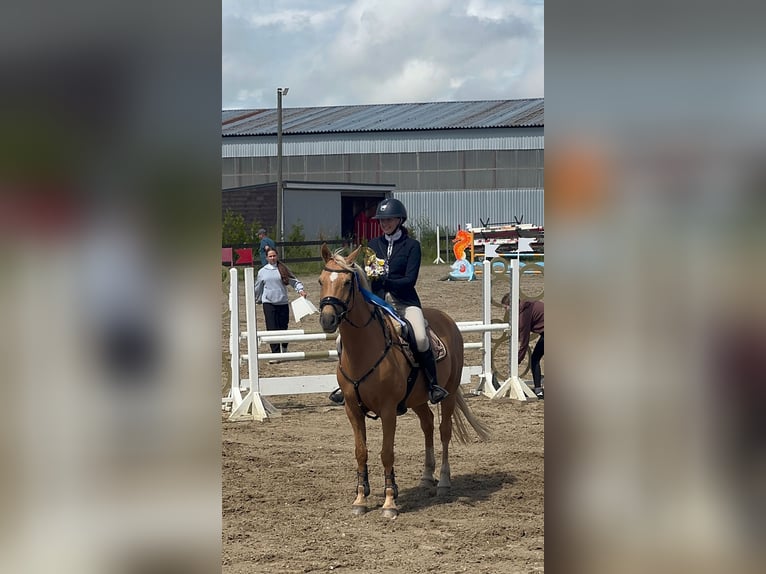 Plus de chevaux à sang chaud Hongre 16 Ans 149 cm Palomino in Haabersti