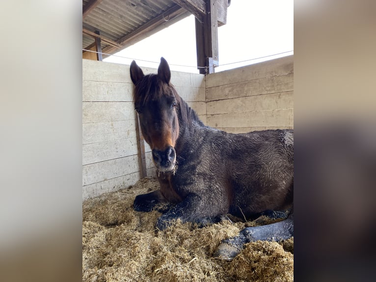 Plus de chevaux à sang chaud Croisé Hongre 16 Ans 155 cm Bai brun in Marburg