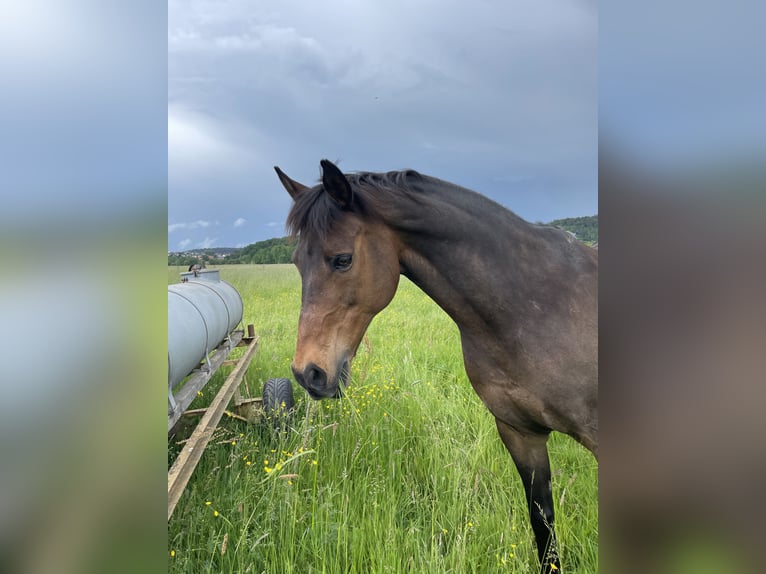 Plus de chevaux à sang chaud Croisé Hongre 16 Ans 155 cm Bai brun in Marburg