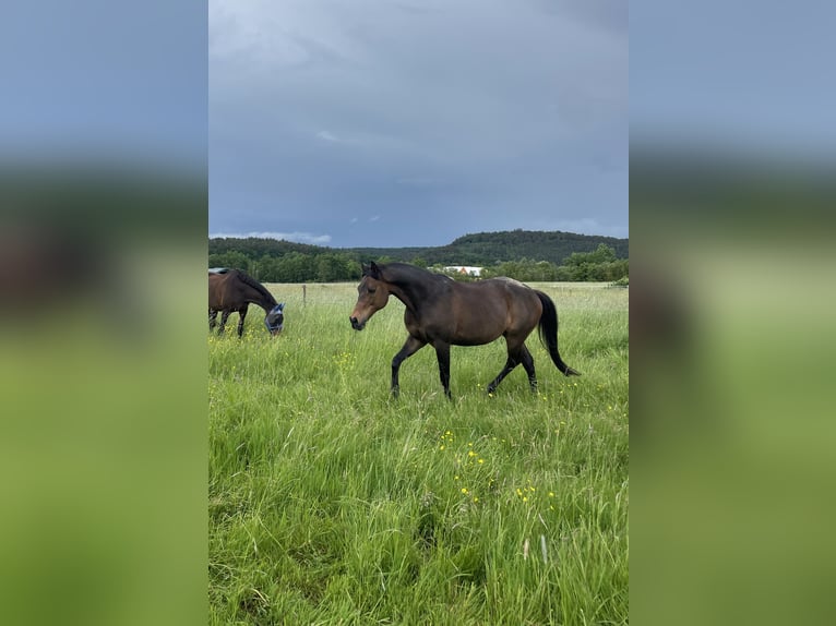 Plus de chevaux à sang chaud Croisé Hongre 16 Ans 155 cm Bai brun in Marburg