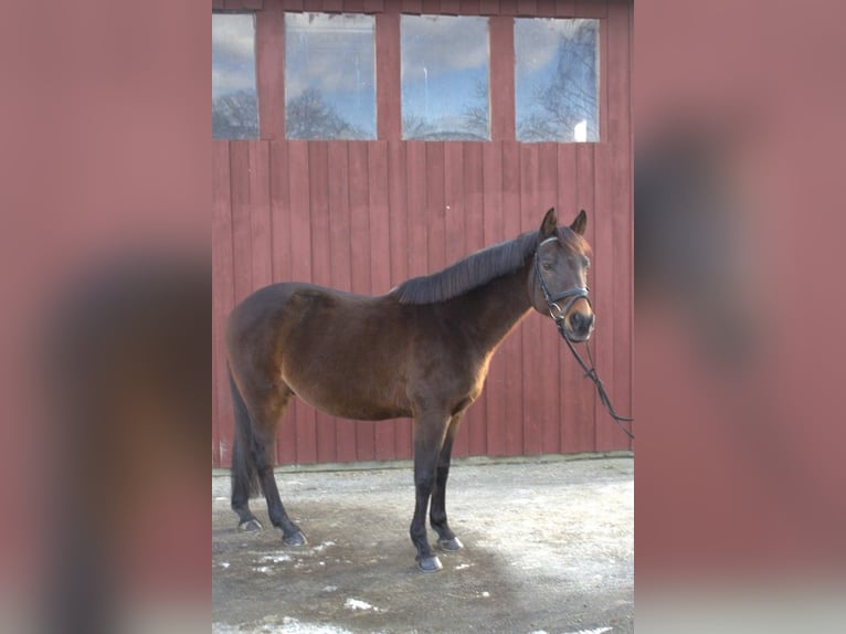 Plus de chevaux à sang chaud Croisé Hongre 16 Ans 155 cm Bai brun in Marburg