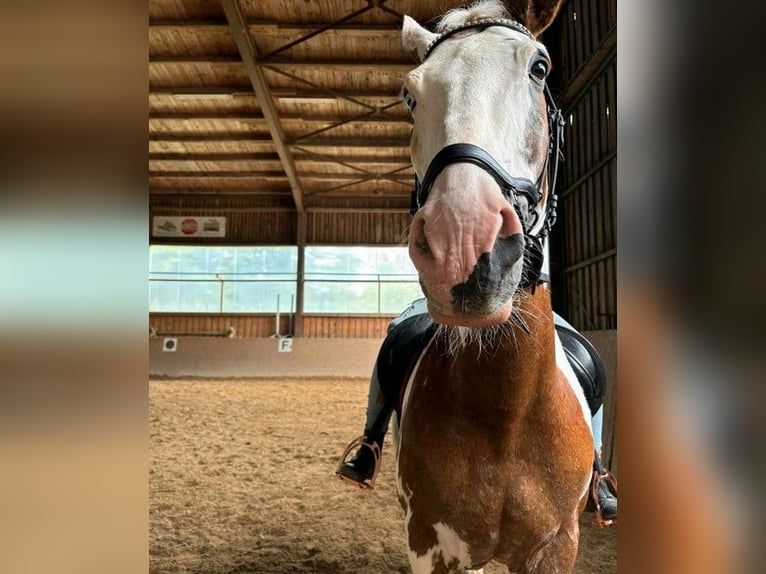 Plus de chevaux à sang chaud Hongre 16 Ans 155 cm Pinto in Königsfeld im Schwarzwald