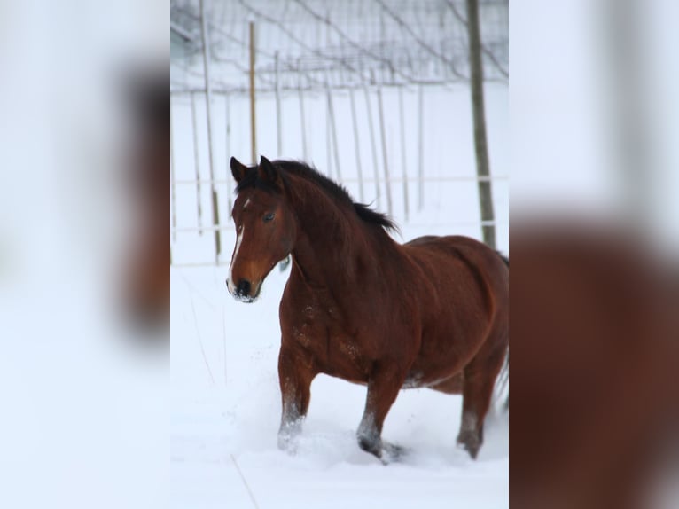 Plus de chevaux à sang chaud Hongre 16 Ans 160 cm Bai in Osseltshausen
