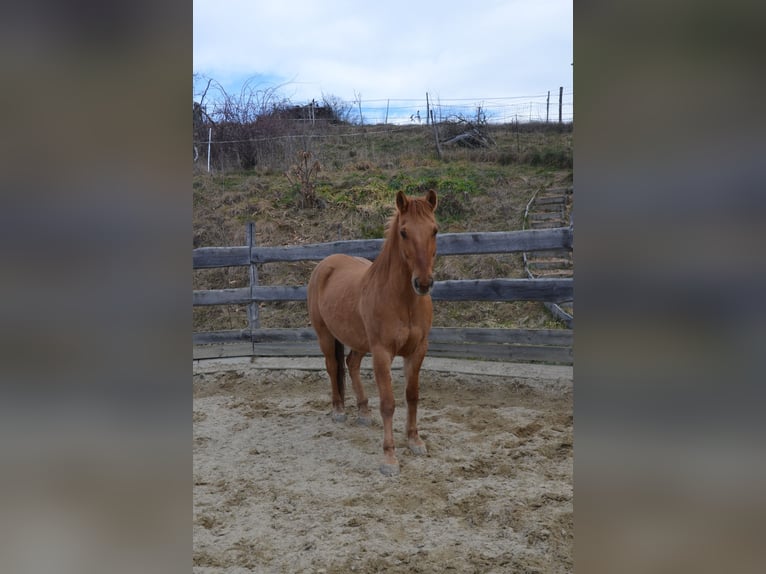 Plus de chevaux à sang chaud Croisé Hongre 16 Ans 164 cm Alezan in Sankt Stefan im Rosental