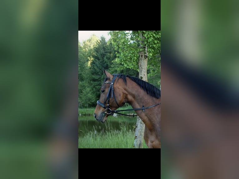 Plus de chevaux à sang chaud Hongre 16 Ans 165 cm Bai in Premstätten