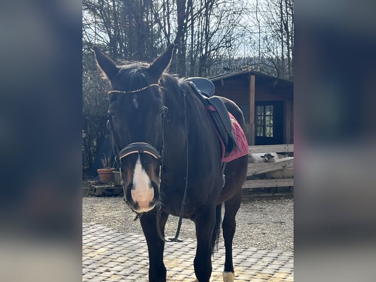 Plus de chevaux à sang chaud Hongre 16 Ans 165 cm Noir in Ursensollen