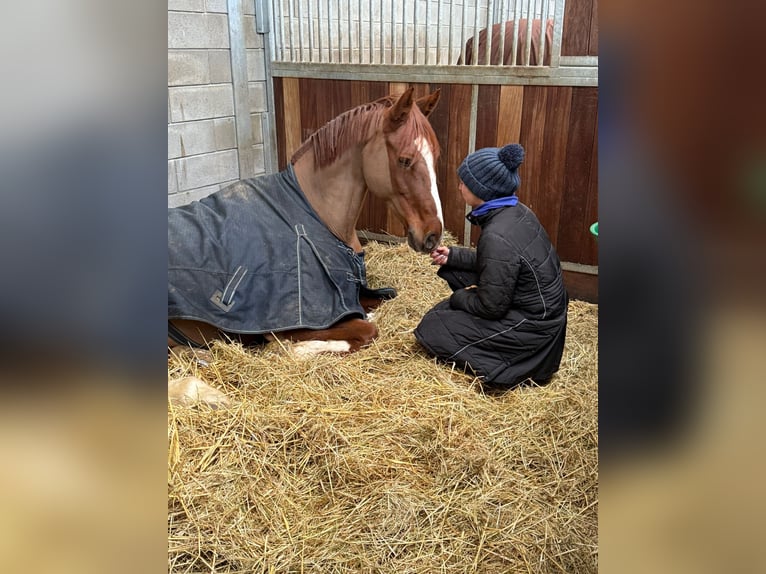 Plus de chevaux à sang chaud Hongre 16 Ans 170 cm Alezan in Stolberg (Rheinland)