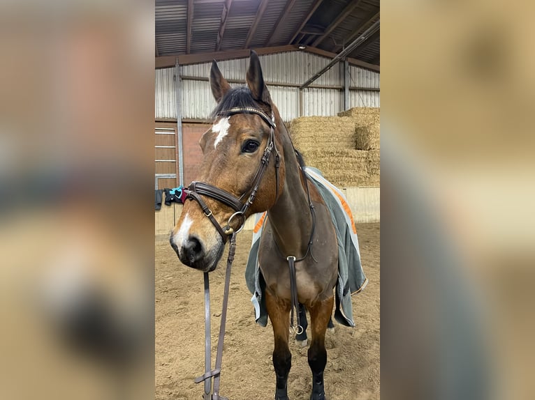 Plus de chevaux à sang chaud Hongre 16 Ans 172 cm Bai in Gladbeck