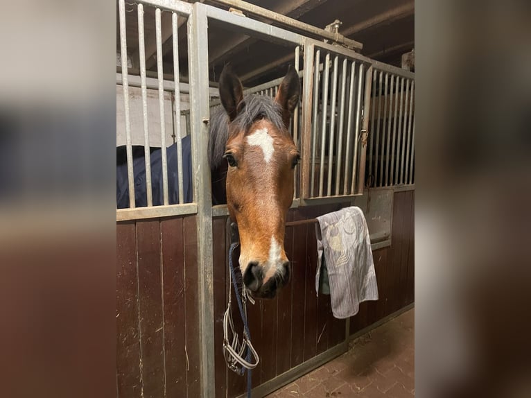 Plus de chevaux à sang chaud Hongre 16 Ans 172 cm Bai in Gladbeck