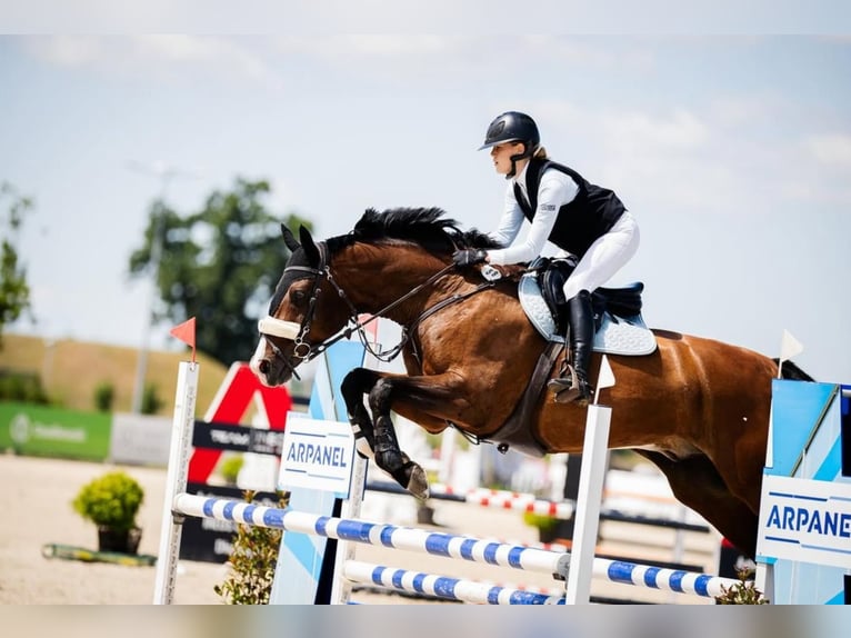 Plus de chevaux à sang chaud Croisé Hongre 16 Ans 173 cm Bai in Bielsko-Bia&#x142;a