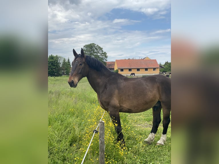 Plus de chevaux à sang chaud Croisé Hongre 16 Ans  in Schiltberg